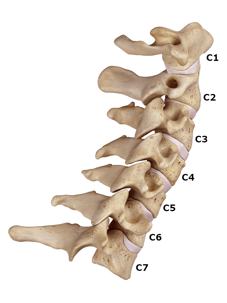 Cervical labeled - Resilience Chiropractic