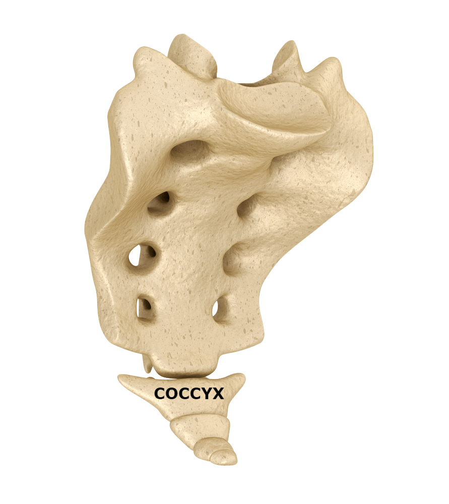 coccyx labeled - Resilience Chiropractic
