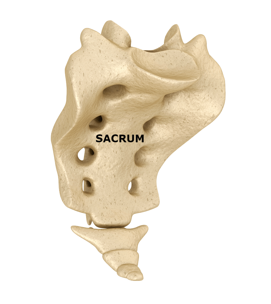 Sacrum labeled - Resilience Chiropractic